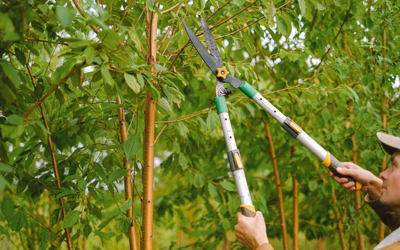 Tree trimming in Ellsworth, WI