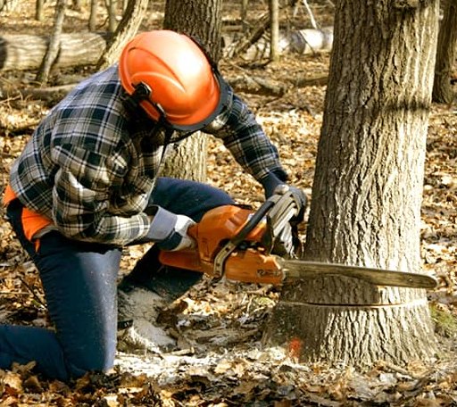 Tree Removal in Ellsworth, WI